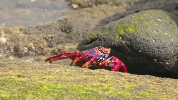 紅色のグラッスス中毒カニは グラン カナリア島の海岸沿いでよく見られる光景です 彼らは地元の生態系で重要な役割を果たしており 多くの場合 写真で捉えられています — ストック動画