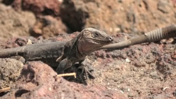 加那利火山是大加那利火山岩石特有的巨大蜥蜴 它喜欢晒太阳 并根据自己的身体特征和行为来适应这种栖息地 — 图库视频影像