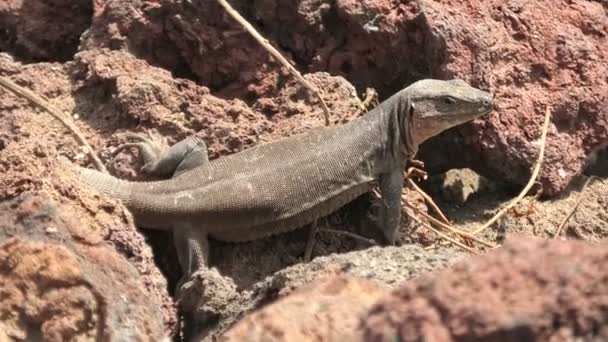 加那利大加那利大加那利火山岩石上的巨蜥蜴 是一种特有的爬行动物 以晒太阳而闻名 其独特的形态和行为反映了它对这种栖息地的适应性 — 图库视频影像