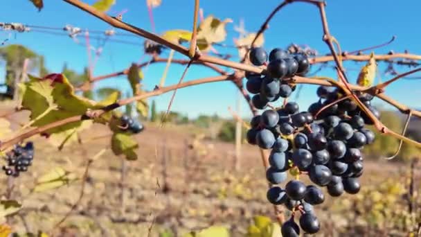 Banda Dojrzałych Zwolnionym Tempie Winogrona Zwisające Winorośli Błękitne Niebo Pole — Wideo stockowe