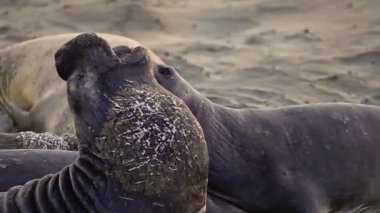 İki erkek Kaliforniya deniz fili, Big Sur Point Piedras Blancas, San Simeon, California, Amerika Birleşik Devletleri mücadele Cystophora fil.