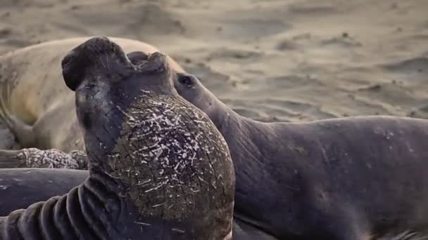 Два Чоловіки Каліфорнійський Морський Слон Cystophora Хоботні Бойових Дій Big — стокове відео