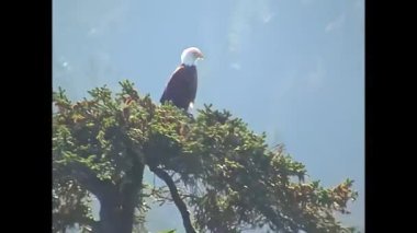 Amerikan Kel Kartalı yazın Kolombiya Buzulu 'nun Kenai Yarımadası' nda denizde uçuyor. Amerika Birleşik Devletleri 'nin Alaska Körfezi' nde. 1990 'lardaki Amerikan arşivi.