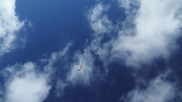 Movimiento Lento Gaviota Volando Cielo Azul Isla Elba Italia Gaviota — Vídeo de stock