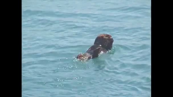 Sea Otter Swimming Sea Kenai Peninsula Columbia Glacier Summer Alaska — Stock Video