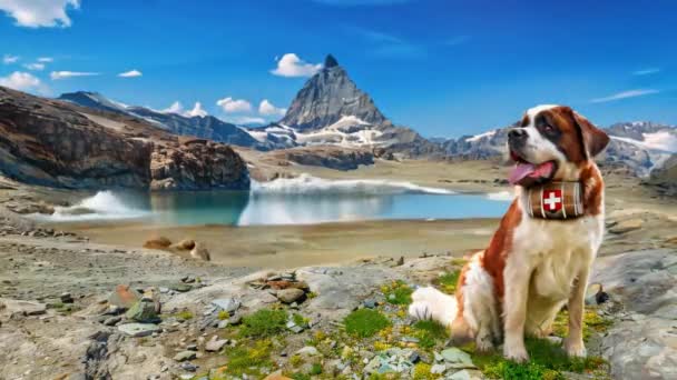 圣伯纳德营救犬 在马特宏峰的阿尔卑斯山草甸带着水桶 瑞士阿尔卑斯山脉的塞尔文火山反映在冰川湖中 作者是瑞士瓦莱山脉Zermatt的Trockener Steg 电影图 — 图库视频影像