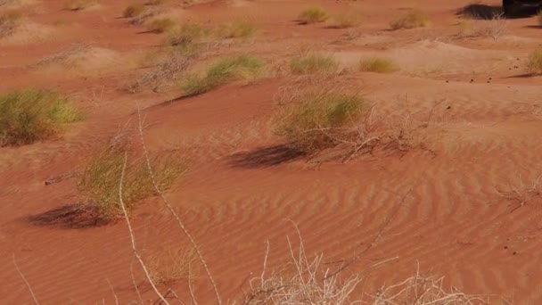Slow Motion Black Tailed Jackrabbit Running Dunes Oman Desert Empty — Stock Video