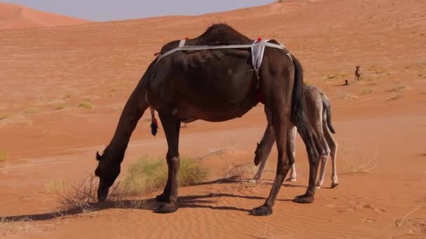 Woestijn Van Oman Empty Quarter Verdraagt Zwarte Kameel Niet Alleen — Stockvideo