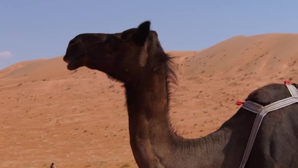 Zwarte Kamelen Van Oman Zijn Geprezen Hun Schoonheid Snelheid Sieren — Stockvideo