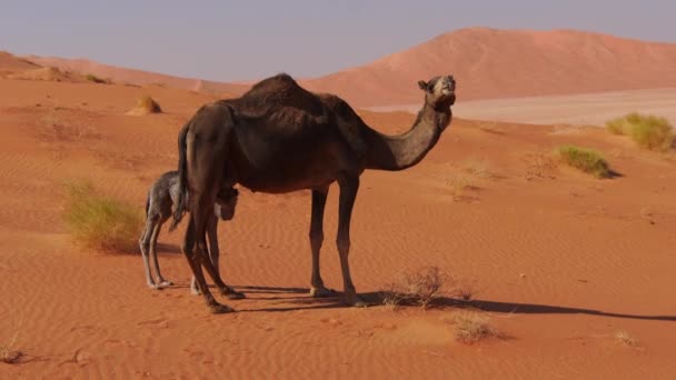 オマンの黒いラクダは 彼らの美しさとスピードのために賞賛されています 彼らは砂漠の人々の遺産と文化を反映している国の祭り および儀式を優先します 空の四半期砂漠 — ストック動画