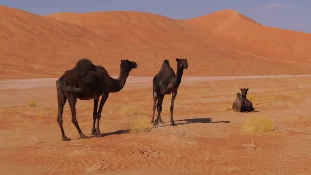 Пустелі Порожній Квартал Оман Чорний Верблюд Тільки Переносить Суворе Середовище — стокове відео