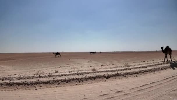 Oman Empty Quarter Öknen Den Svarta Kamelen Inte Bara Uthärdar — Stockvideo
