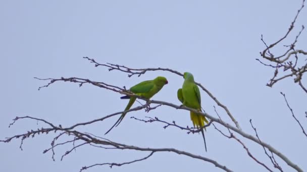 Couple Rose Ringed Parakeets Ringneck Parrots Psittacula Krameri Species Parrots — Stock Video