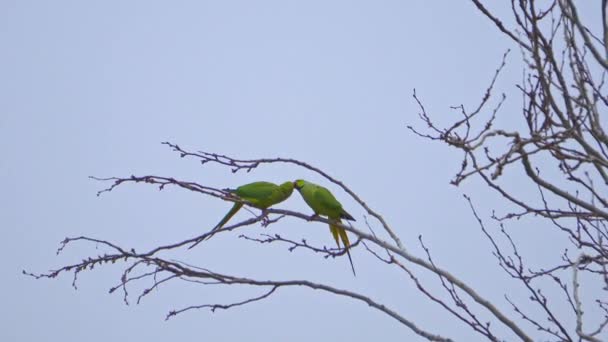 Couple Two Rose Ringed Parakeets Ringneck Parrots Psittacula Krameri Species — Stock Video