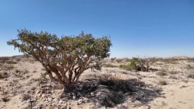 Umman 'daki Wadi Dawkah Doğal Parkı, UNESCO' nun Dünya Mirası Bölgesi olan Frankincense Ağaç Korulukları 'nın evidir..