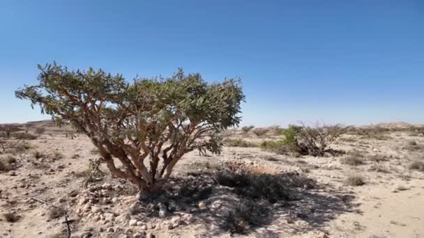 Taman Alam Wadi Dawkah Oman Terkenal Karena Signifikansinya Sebagai Rumah — Stok Video