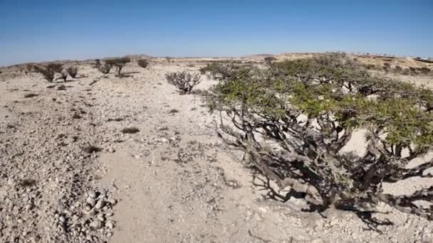 Pemandangan Udara Taman Alam Wadi Dawkah Oman Terkenal Akan Signifikansinya — Stok Video