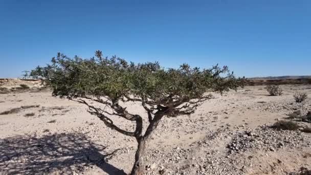 Pemandangan Udara Dari Pohon Frankincense Taman Alam Wadi Dawkah Oman — Stok Video