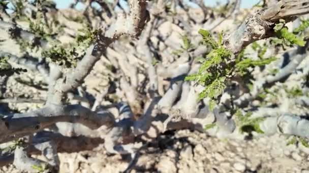 Primer Plano Árbol Incienso Wadi Dawkah Parque Natural Omán Famoso — Vídeo de stock
