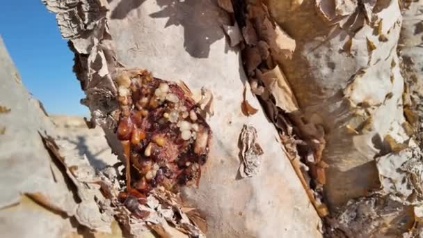 オマーン文化遺産と貿易遺産の何世紀にもわたるシンボルであるフランキンセンスツリーの芳香族樹脂のクローズアップ ワディ ドーカ — ストック動画