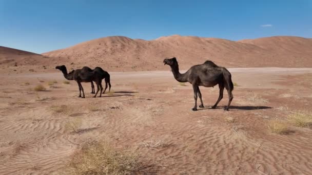 オマンの黒いラクダは 彼らの美しさとスピードのために賞賛されています 彼らは砂漠の人々の遺産と文化を反映している国の祭り および儀式を優雅にします ルーブル ハリ砂漠 — ストック動画