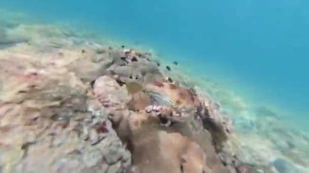 Kleurrijke Onderwaterscène Met Kogelvissen Zee Egels Tussen Koraalriffen Locatie Chinese — Stockvideo