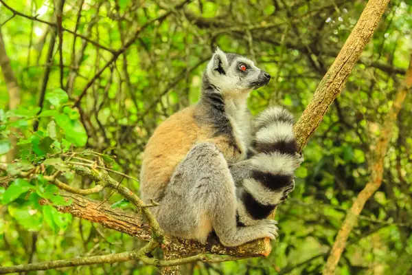 Madagascar Ringtail Lemur in the forest background, side view.