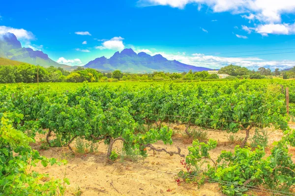 Grapes Stellenbosch Cape Town Wine Region Thelema Mountain Background Stellenbosch Stock Image
