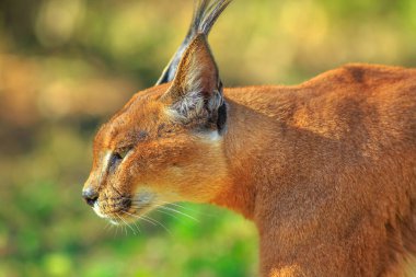 Caracal 'ın ya da Afrika vaşağının arka planda bulanık bir şekilde dolaşmasının yan görüntüsü. Yeşil çimen bitkisindeki çöl kedisi. Doğal ortamdaki vahşi kedi, Güney Afrika.