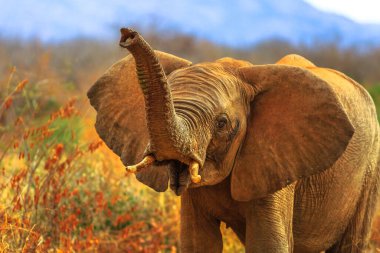 Önde Afrika Fili hortumları, Loxodonta, Büyük Beşli 'den biri. Madikwe Game Reserve, Güney Afrika 'da oyun safarisi. Bulanık arkaplan.