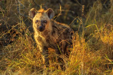 Güney Afrika 'daki Kruger Ulusal Parkı' nda görülen bir sırtlan yavrusu. Lena zenginleşir ya da sırtlan maculata doğadaki çayırlarda yaşar. Kurak mevsim.