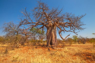 Musina Nature Reserve 'deki Baobab ağacı, Güney Afrika' daki en büyük baoba koleksiyonlarından biri. Limpopo Oyun ve Doğa Rezervleri 'nde oyun sürüşü. Mavi gökyüzüyle güneşli bir gün.