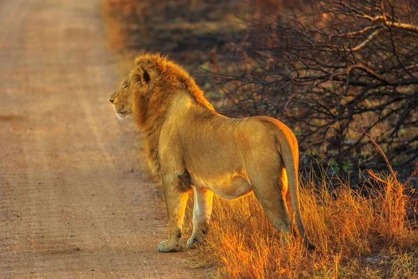 Side view of male Lion standing on gravel road in Kruger National Park, South Africa. Panthera Leo in nature habitat. The lion is part of the popular Big Five. Sunrise light. S