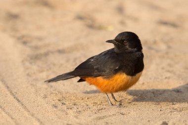 Kruger National Park, Güney Afrika için zeminde cliff sohbet kuş alaycı bir erkek kapatın. Thamnolaea cinnamomeiventris tür. dişi kuş.