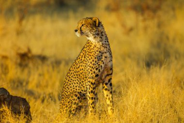 Side view of african cheetah species Acinonyx jubatus, family of felids, standing in Madikwe, South Africa. Natural habitat in dry season with blurred background. clipart