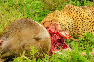Cheetah feeding with its prey meat on the grass in Ndutu Area of Ngorongoro Conservation Area, Tanzania Africa. clipart