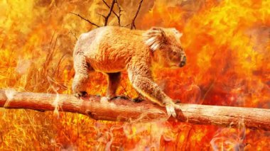 Koala okaliptüs dalında 2019 ve 2020 yıllarında Avustralya 'daki orman yangınlarından kaçtı. Kavramsal: Koalayı, küresel ısınmayı, doğal felaketi, iklim değişikliğini kurtarmak. Koala tehlikede..