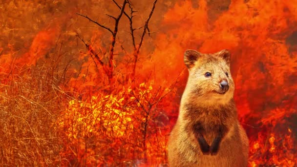 2020年のオーストラリアの森林火災におけるオーストラリアの野生生物の組成 火を背景にQuokka オーストラリアに影響を及ぼす2020年1月の火災は これまでで最も壊滅的で致命的なものと考えられています — ストック動画