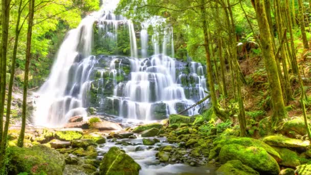 Nelson Falls Uma Área Floresta Tropical Além Lyell Highway Quedas — Vídeo de Stock