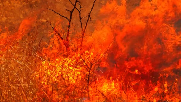 Raging Wildvuur Overspoelt Dichte Bossen Vlammen Verspreiden Vernietiging Veroorzaken Gevaar — Stockvideo