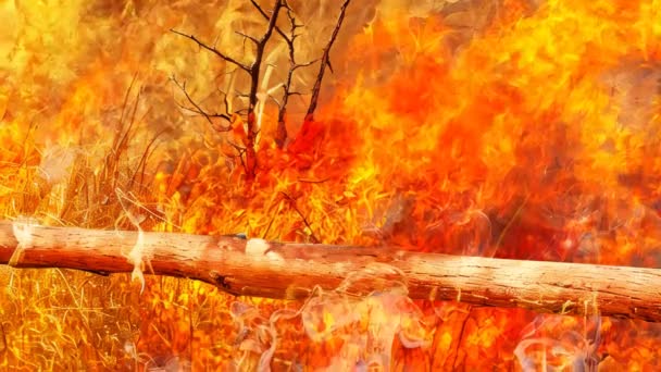 大片大片的森林被大火夷为平地 造成了环境破坏和紧急危险 猛烈的火焰吞没了一片森林 — 图库视频影像