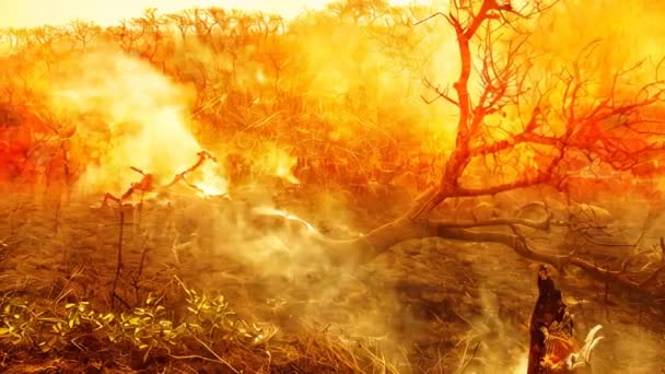 Llamas Intensas Que Envuelven Bosque Fuego Ardiente Hora Dorada Fuego — Vídeo de stock
