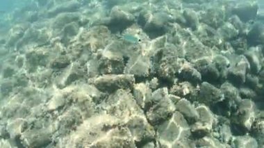 İtalya 'nın Toskana Takımadaları' ndaki Elba Adası 'ndaki Cavoli Sahili' nin kayalık deniz tabanında dans eden güneş ışınlarının sakin deniz rezervi görüntüsü