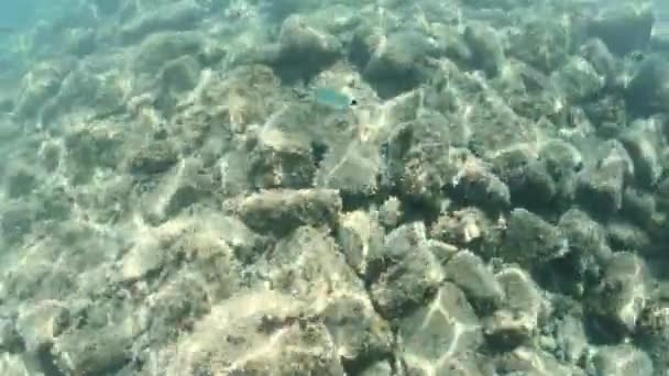 Talya Nın Toskana Takımadaları Ndaki Elba Adası Ndaki Cavoli Sahili — Stok video