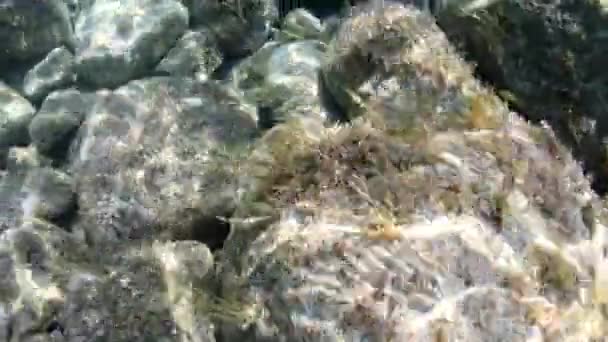 Lugn Scen Undervattensblock Och Ensam Fisk Klart Vatten Toscanas Skärgård — Stockvideo