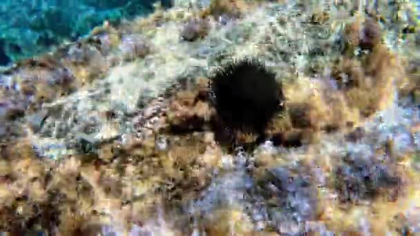 在爱尔巴岛的圣安德鲁海滩上 一个带着海胆的海洋生物的生动的水下图像 意大利地中海水域上的托斯卡纳群岛 — 图库视频影像