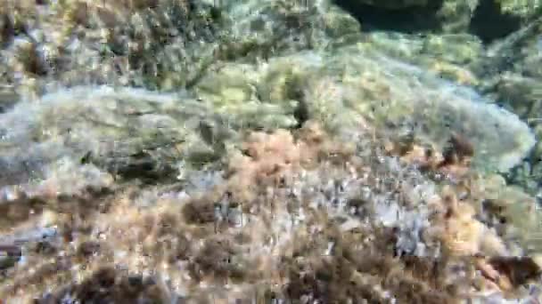 Яркий Подводный Кадр Пляжа Святого Андрея Демонстрирующий Морскую Жизнь Разнообразные — стоковое видео