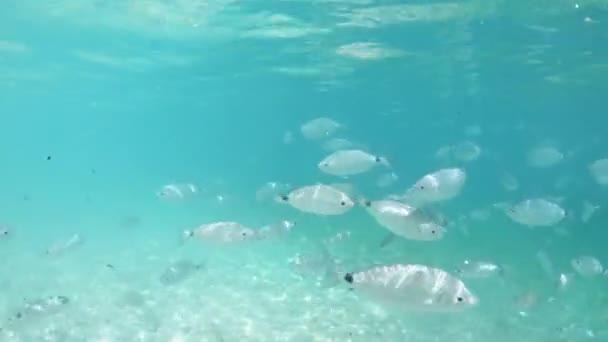 Чисті Води Розкривають Шерсть Риби Пляжі Гайя Острові Ельба Тосканський — стокове відео