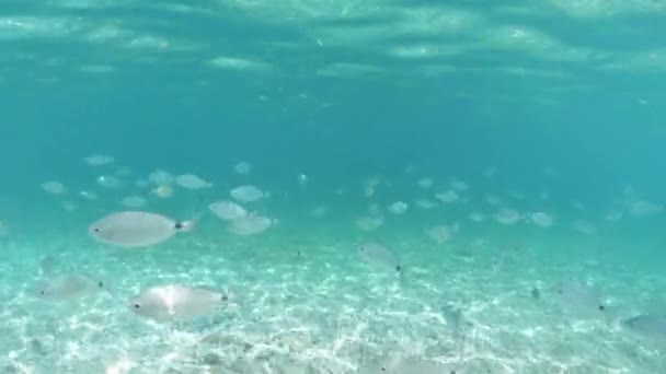 Klares Wasser Das Einen Fischschwarm Strand Von Ghiaie Auf Der — Stockvideo