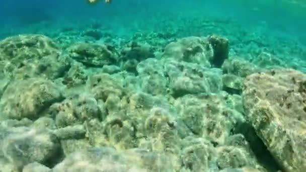 Ныряльщик Погружается Бурный Подводный Мир Пляже Святого Андрея Острове Эльба — стоковое видео